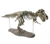 Figurine Dinosaure: Dinosaure Squelette Eoraptor