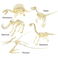 Dinosaure à Construire: Squelette t rex a monter