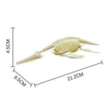 Dinosaure à Construire: Squelette t rex a monter